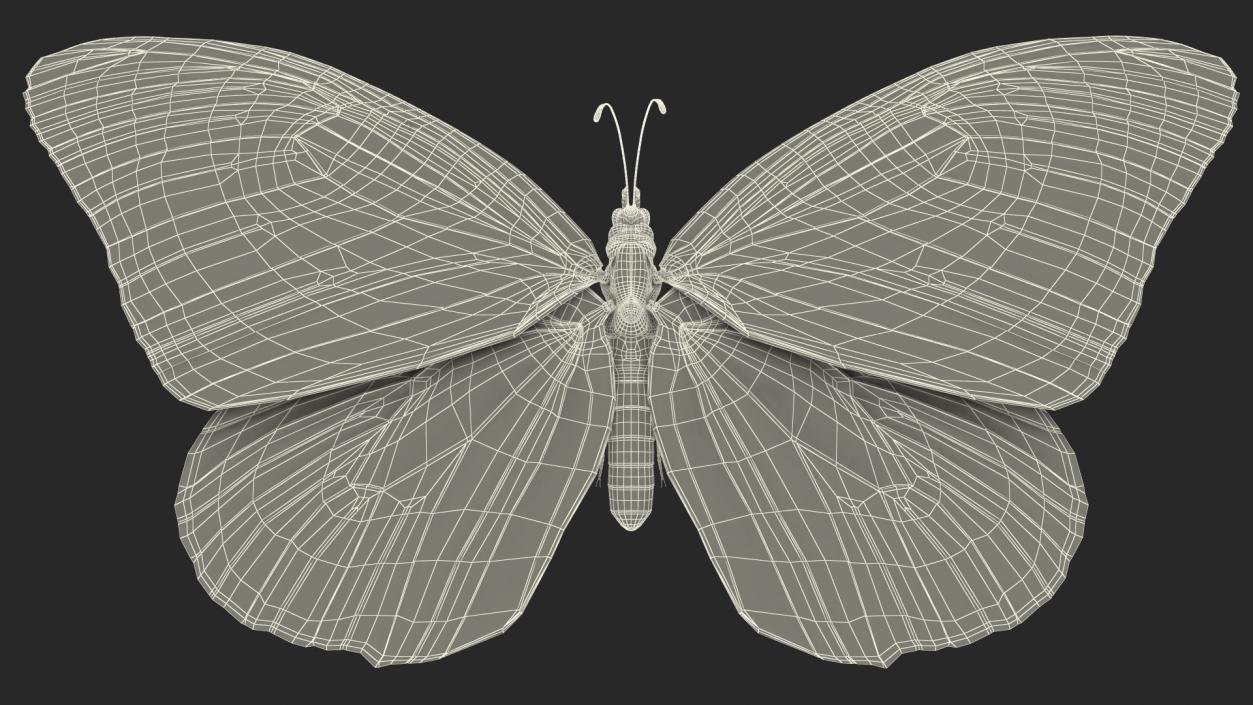 3D model Animated Flying Monarch Butterfly Rigged