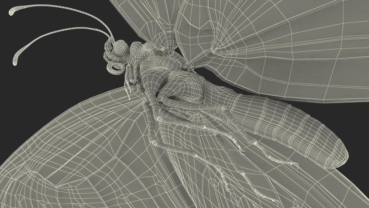 3D model Animated Flying Monarch Butterfly Rigged