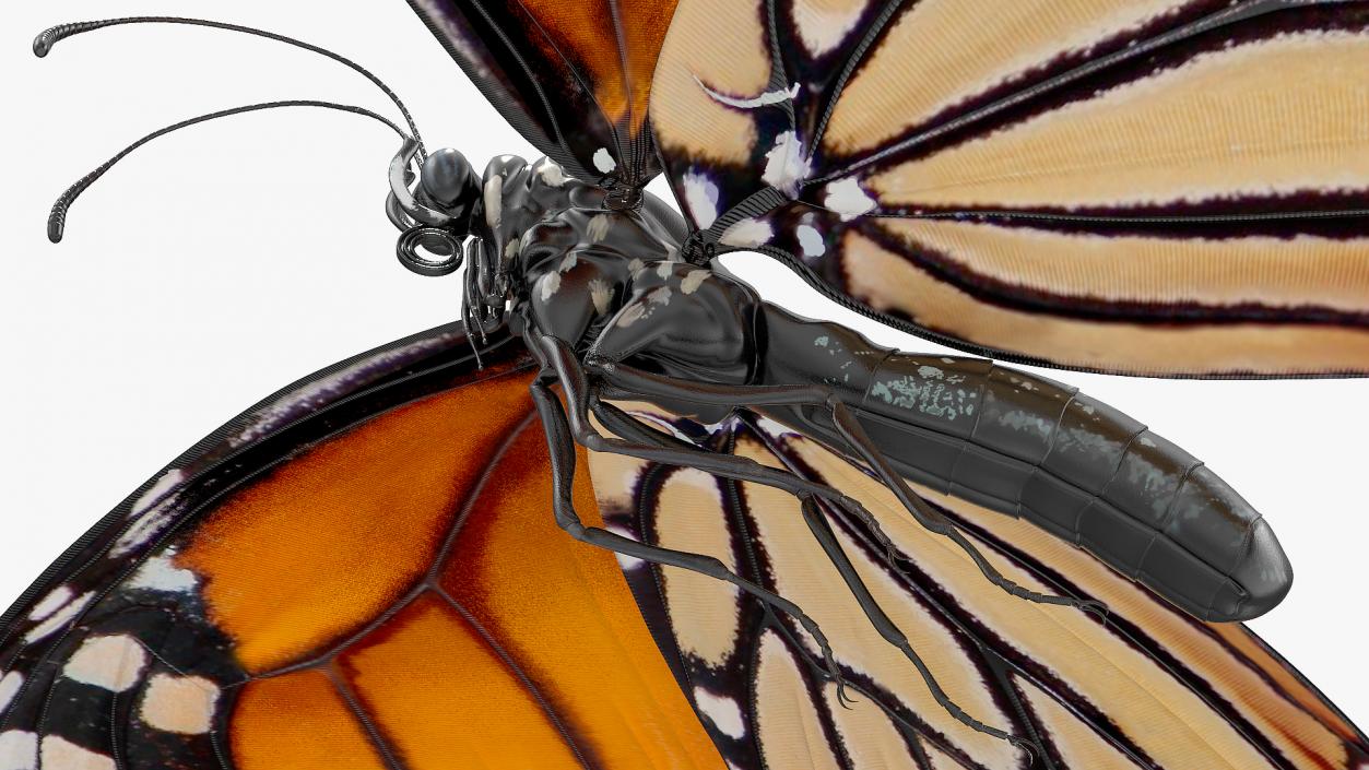 3D model Animated Flying Monarch Butterfly Rigged