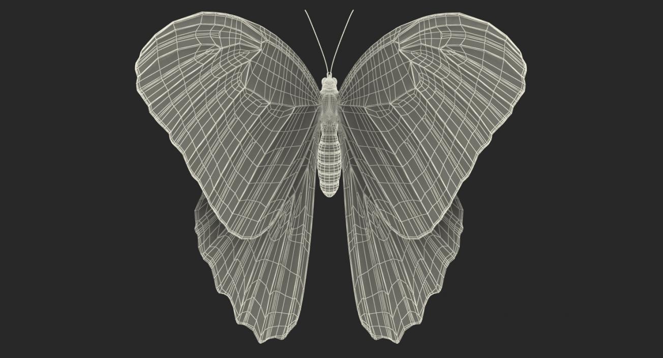 Butterflies Collection 4 3D model