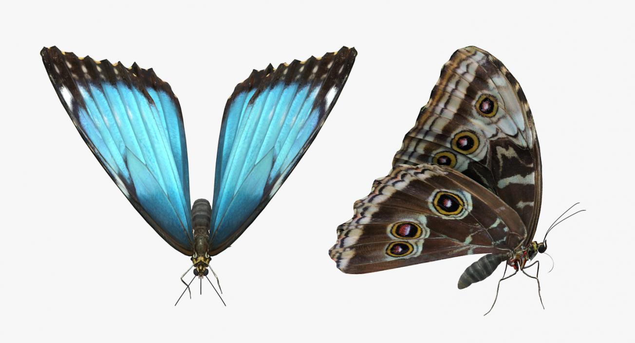 Butterflies Collection 4 3D model