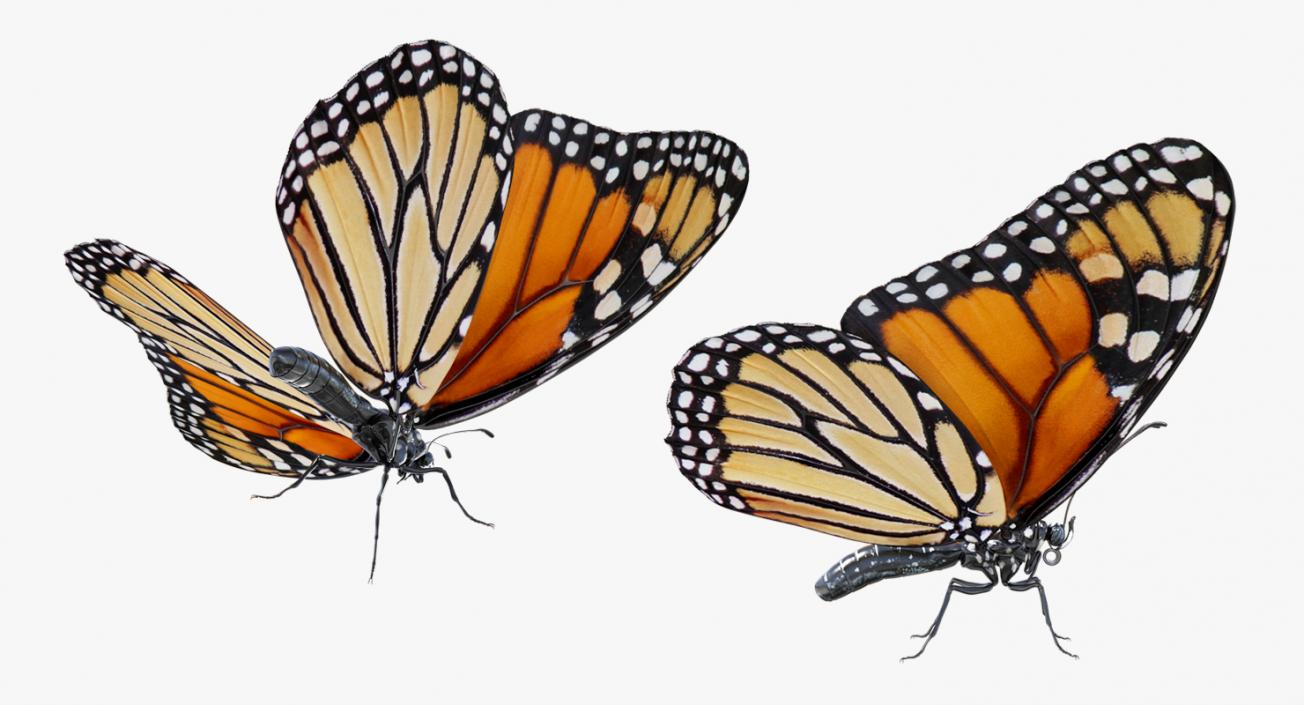 Butterflies Collection 4 3D model