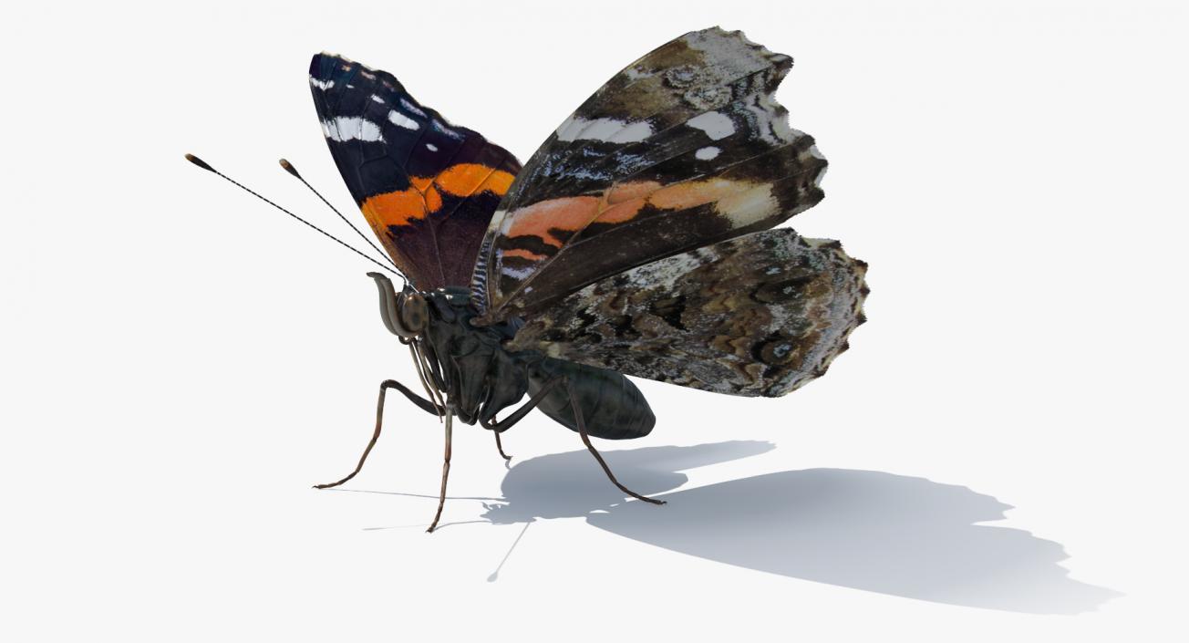 Butterflies Collection 4 3D model