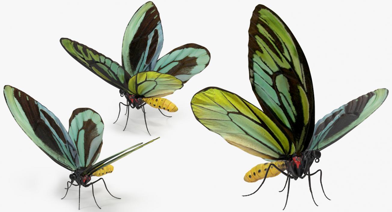 Butterflies Collection 4 3D model