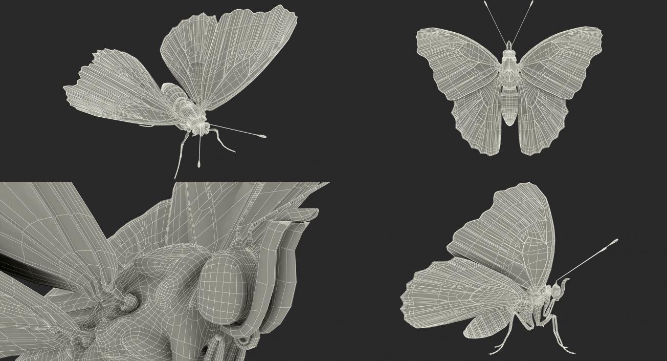 Butterflies Collection 4 3D model