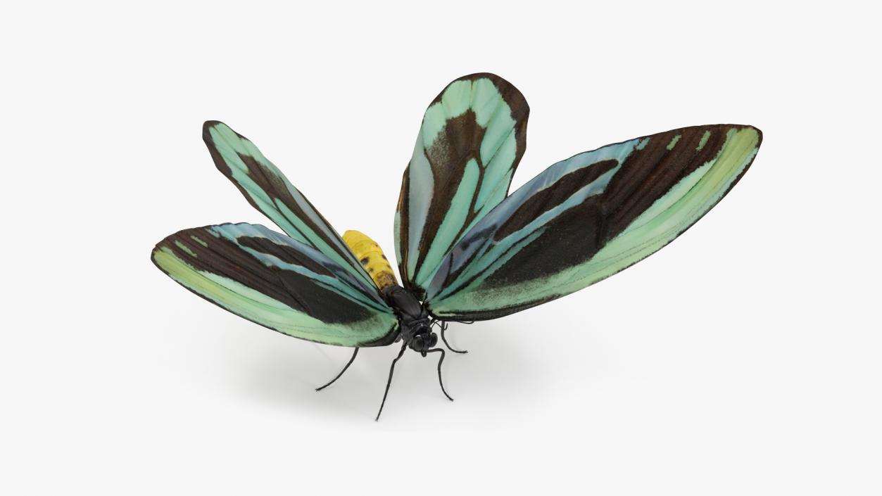 Butterflies Collection 4 3D model