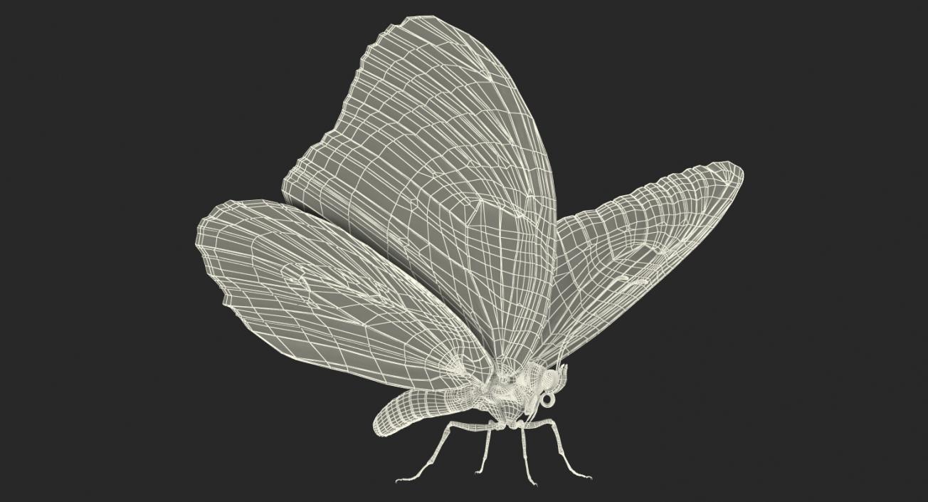 Butterflies Collection 4 3D model