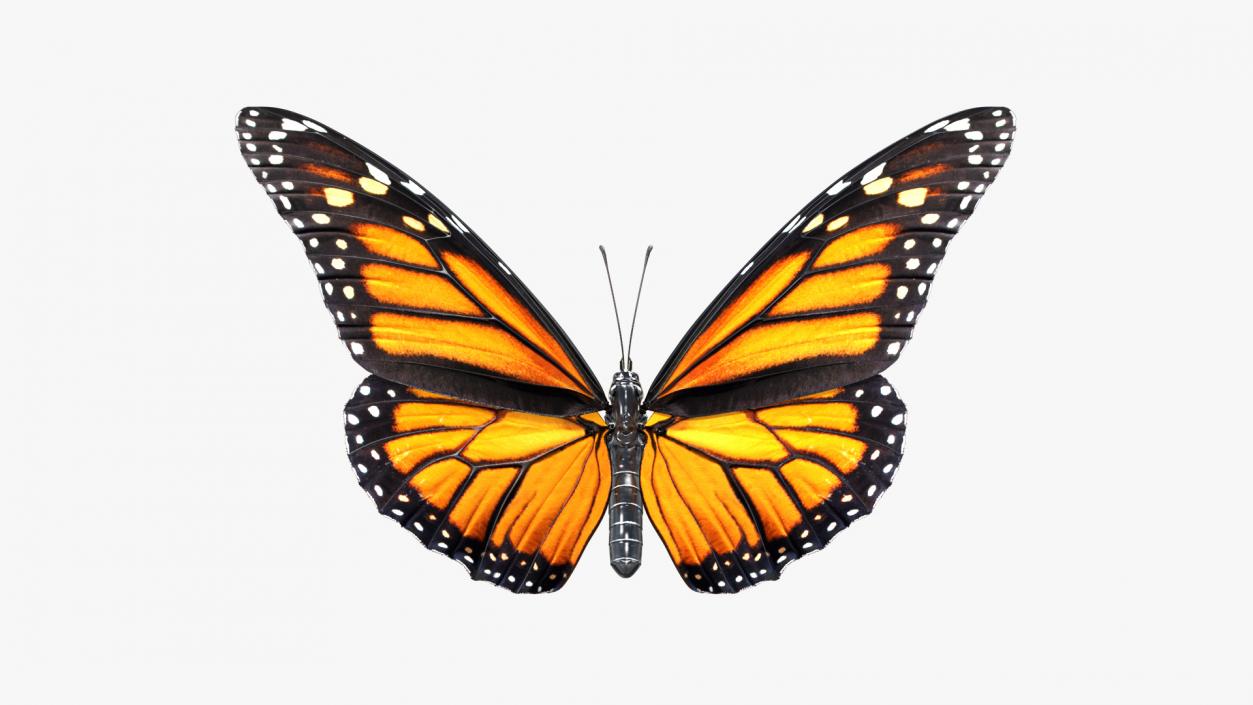 Butterflies Collection 4 3D model