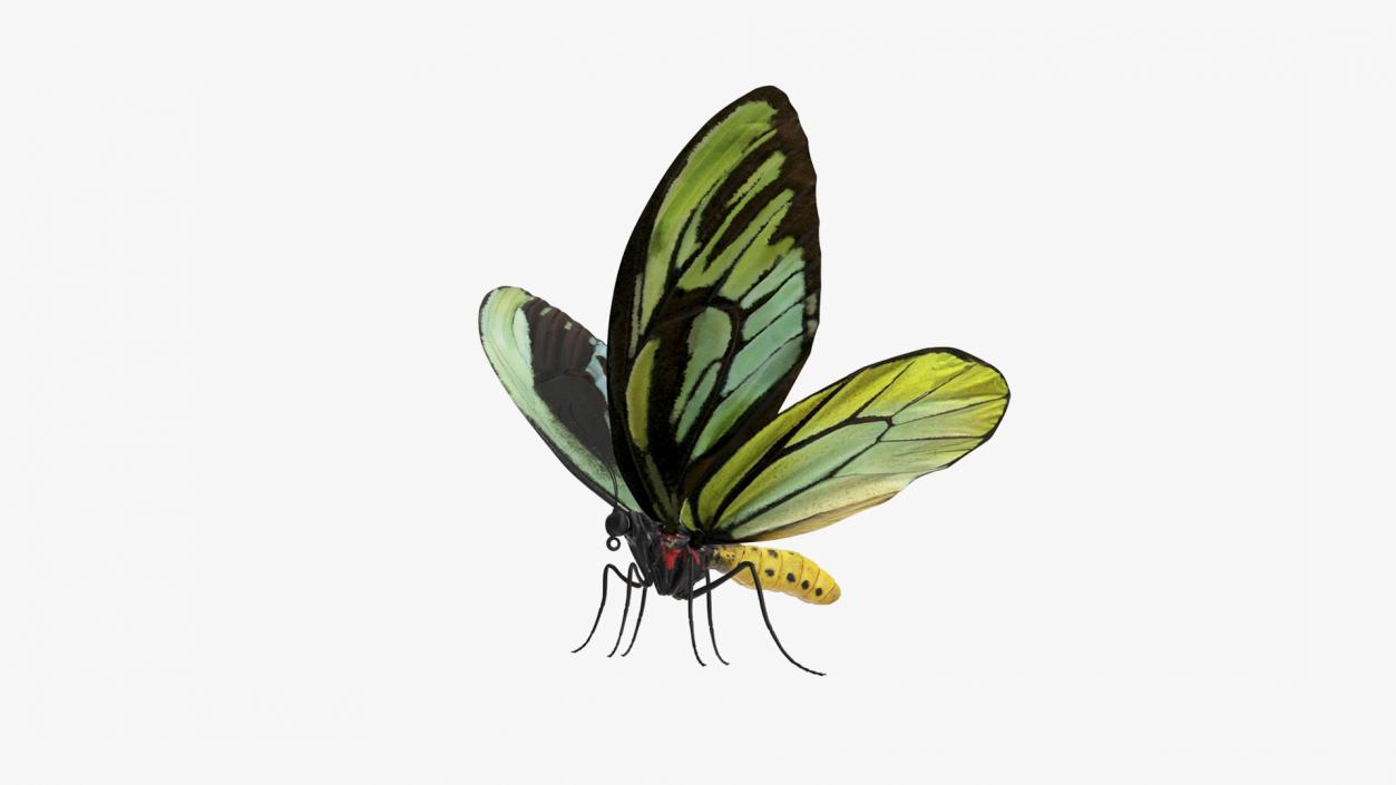 Butterflies Collection 4 3D model