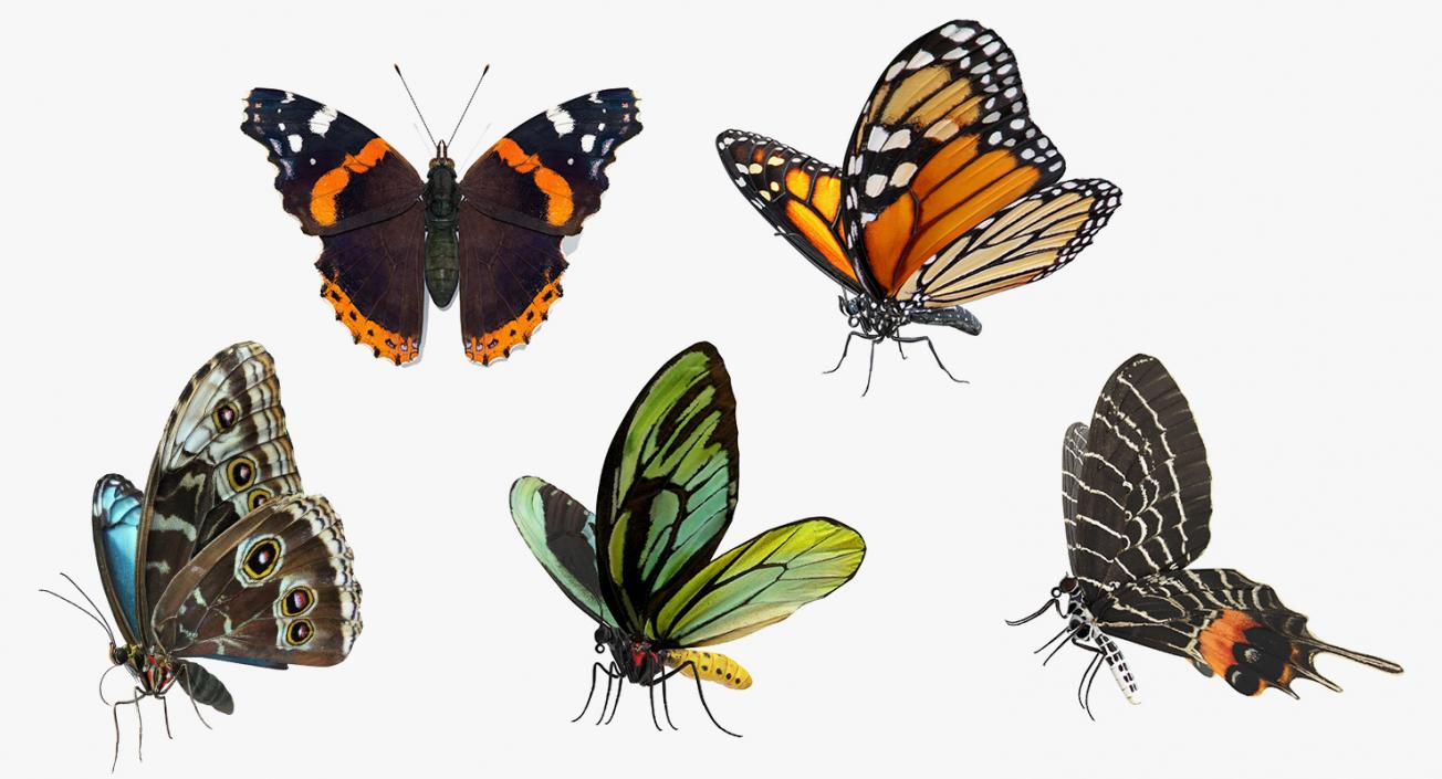 Butterflies Collection 4 3D model