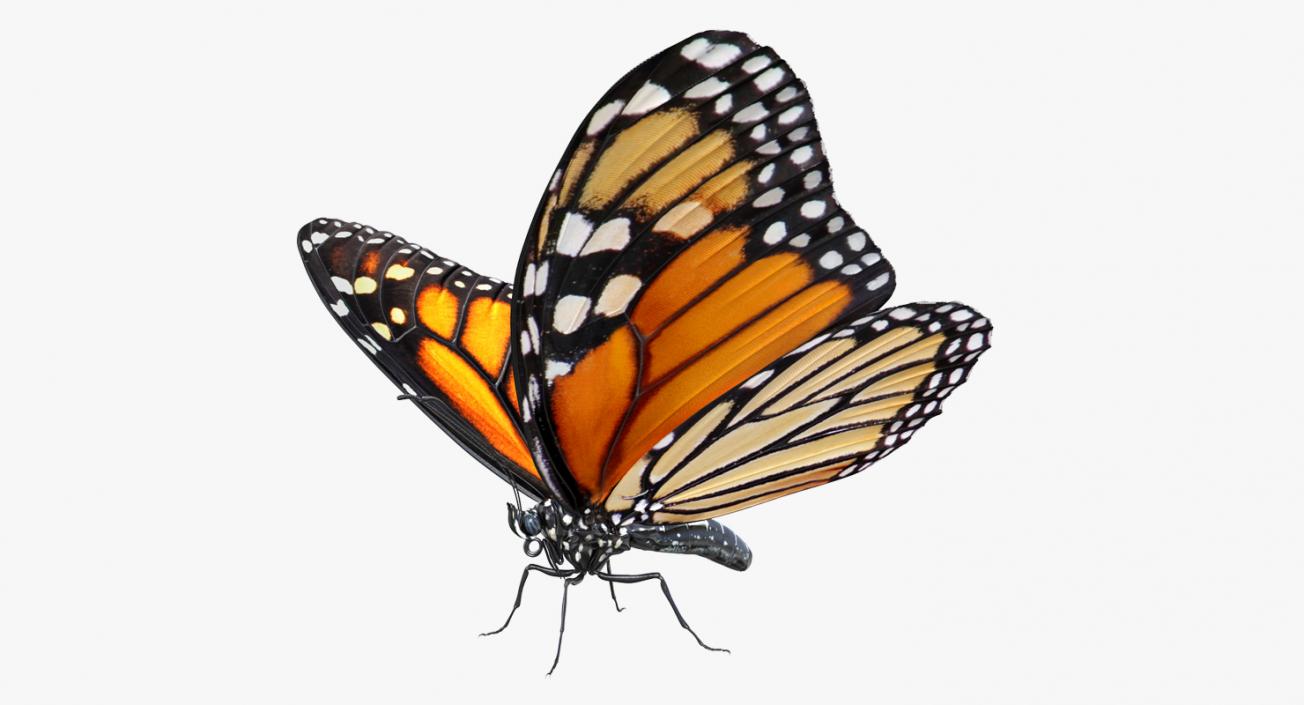 Butterflies Collection 4 3D model