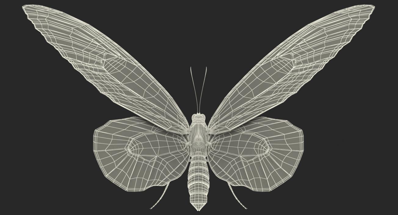 Butterflies Collection 4 3D model