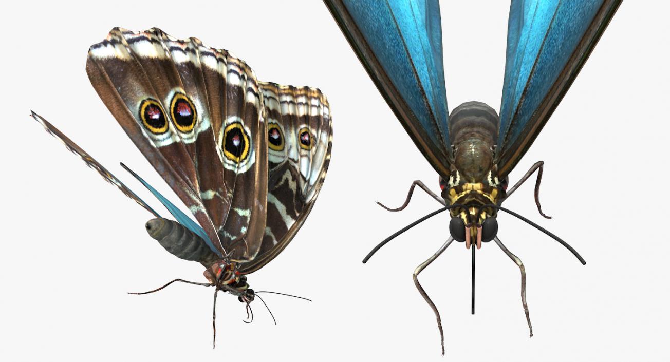 Butterflies Collection 4 3D model