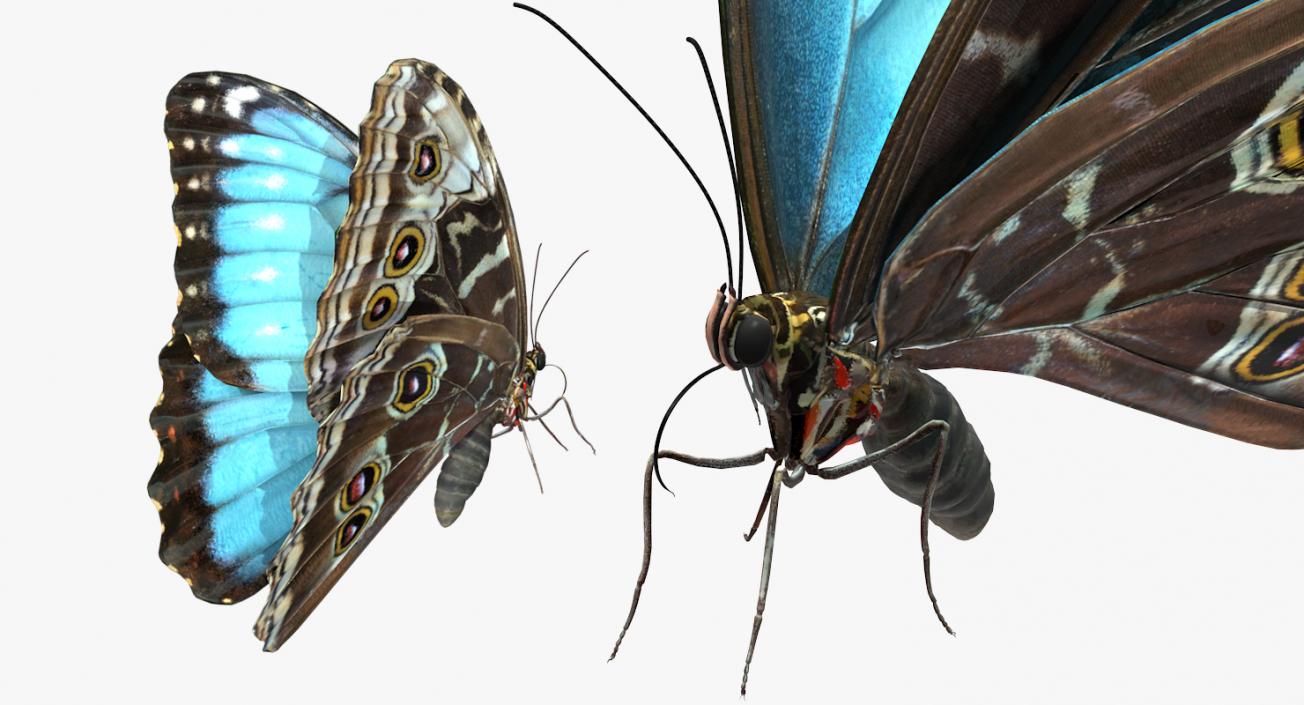 Butterflies Collection 4 3D model