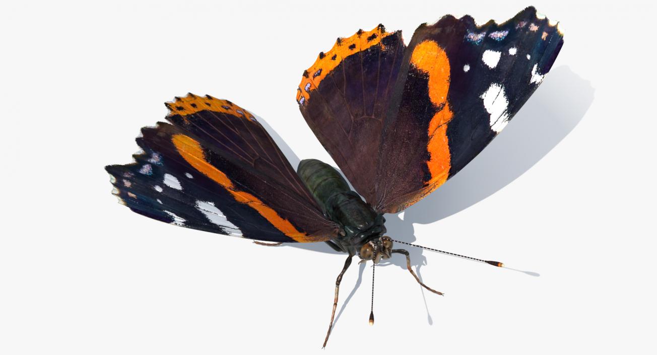 Butterflies Collection 4 3D model