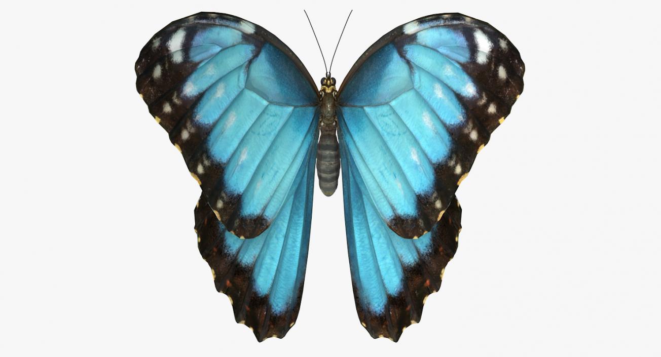 Butterflies Collection 4 3D model