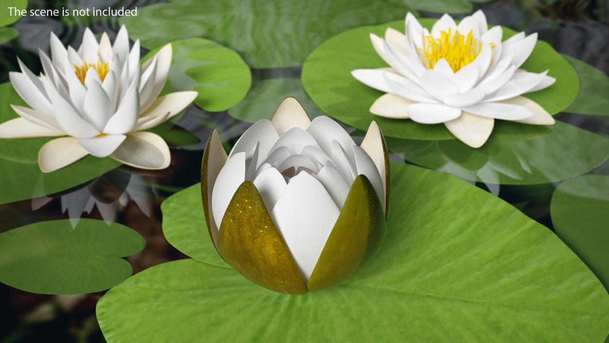 3D European White Water Lily Nymphaea Alba Set model