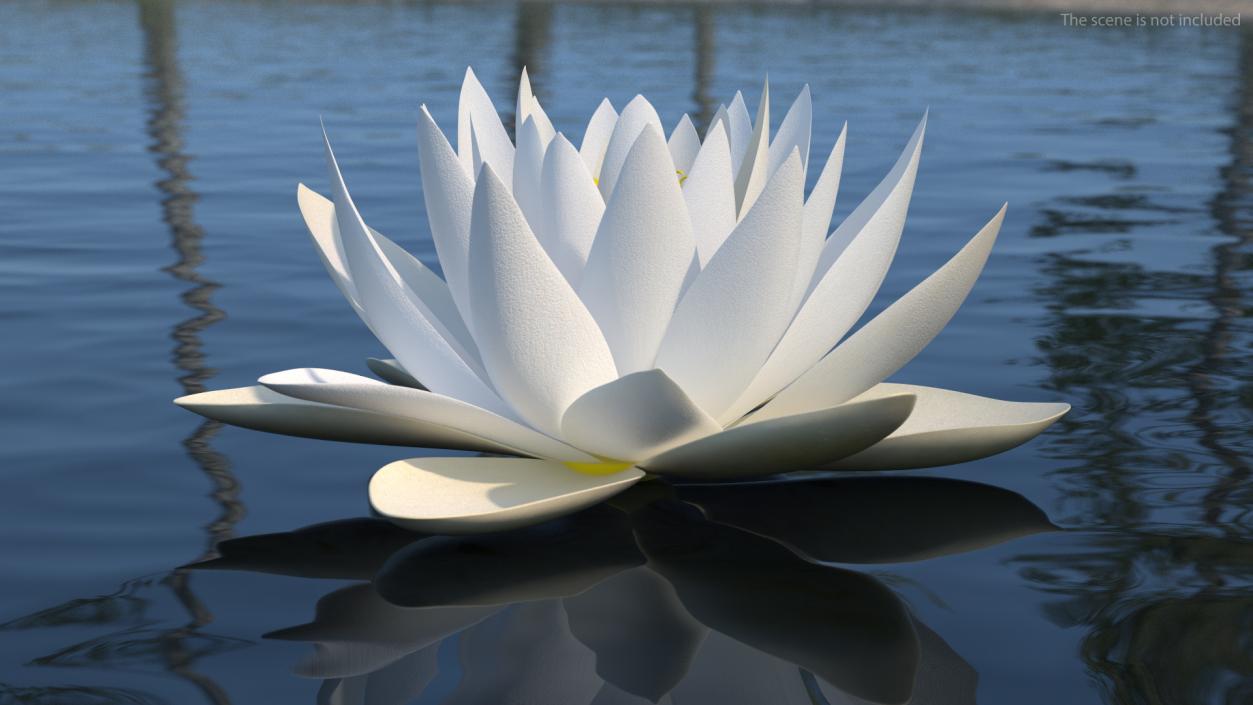 3D European White Water Lily Nymphaea Alba Set model