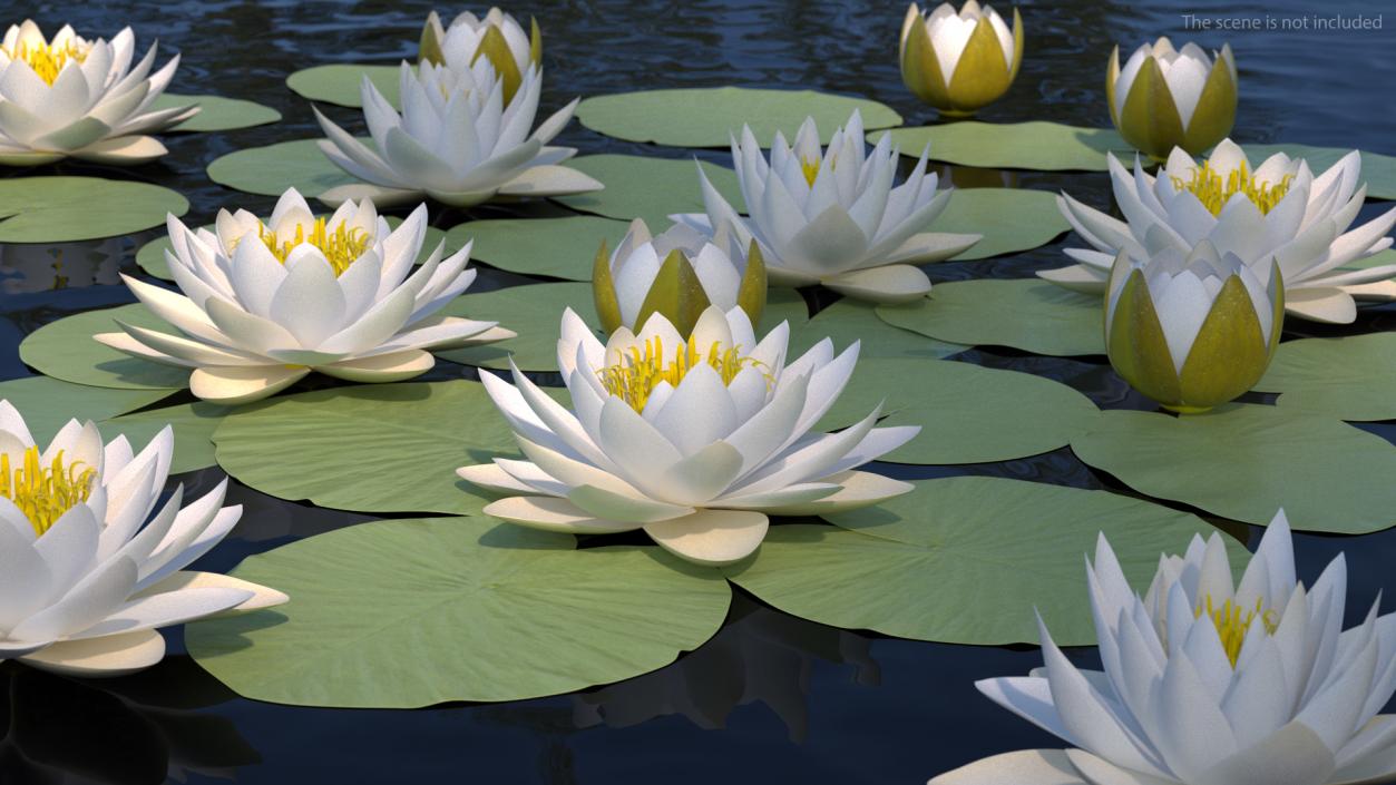 3D European White Water Lily Nymphaea Alba Set model