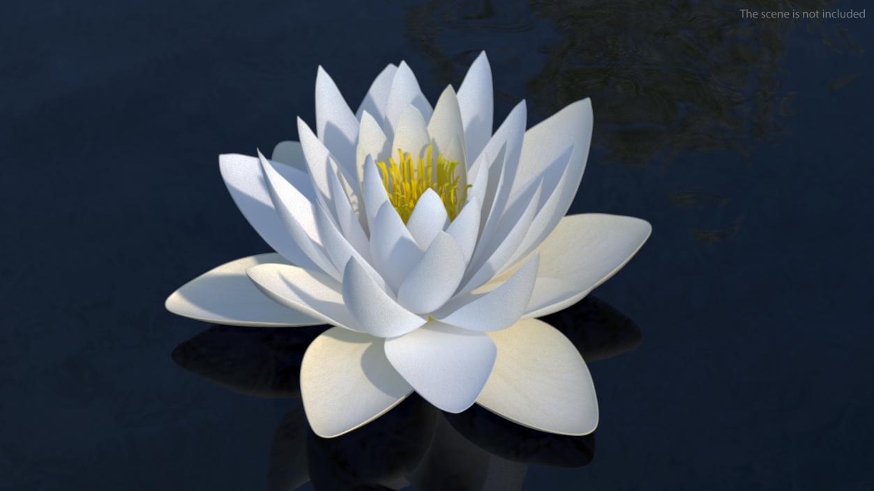 3D European White Water Lily Nymphaea Alba Set model