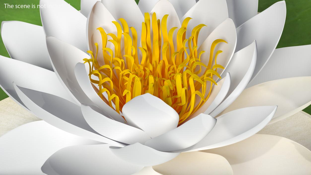 3D European White Water Lily Nymphaea Alba Set model