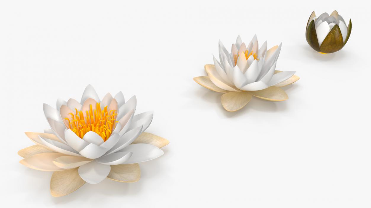 3D European White Water Lily Nymphaea Alba Set model