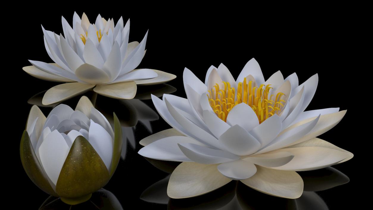 3D European White Water Lily Nymphaea Alba Set model