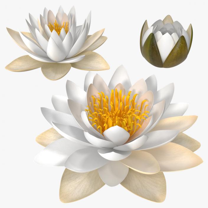 3D European White Water Lily Nymphaea Alba Set model