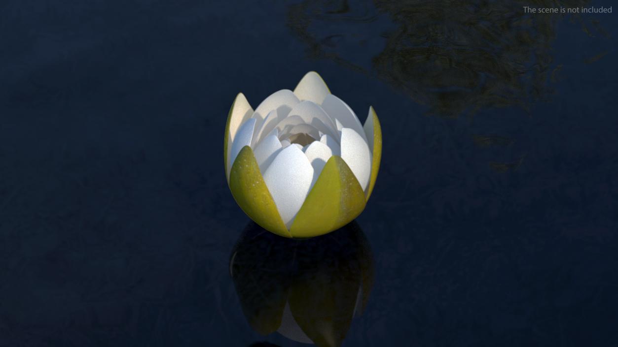 3D European White Water Lily Nymphaea Alba Set model