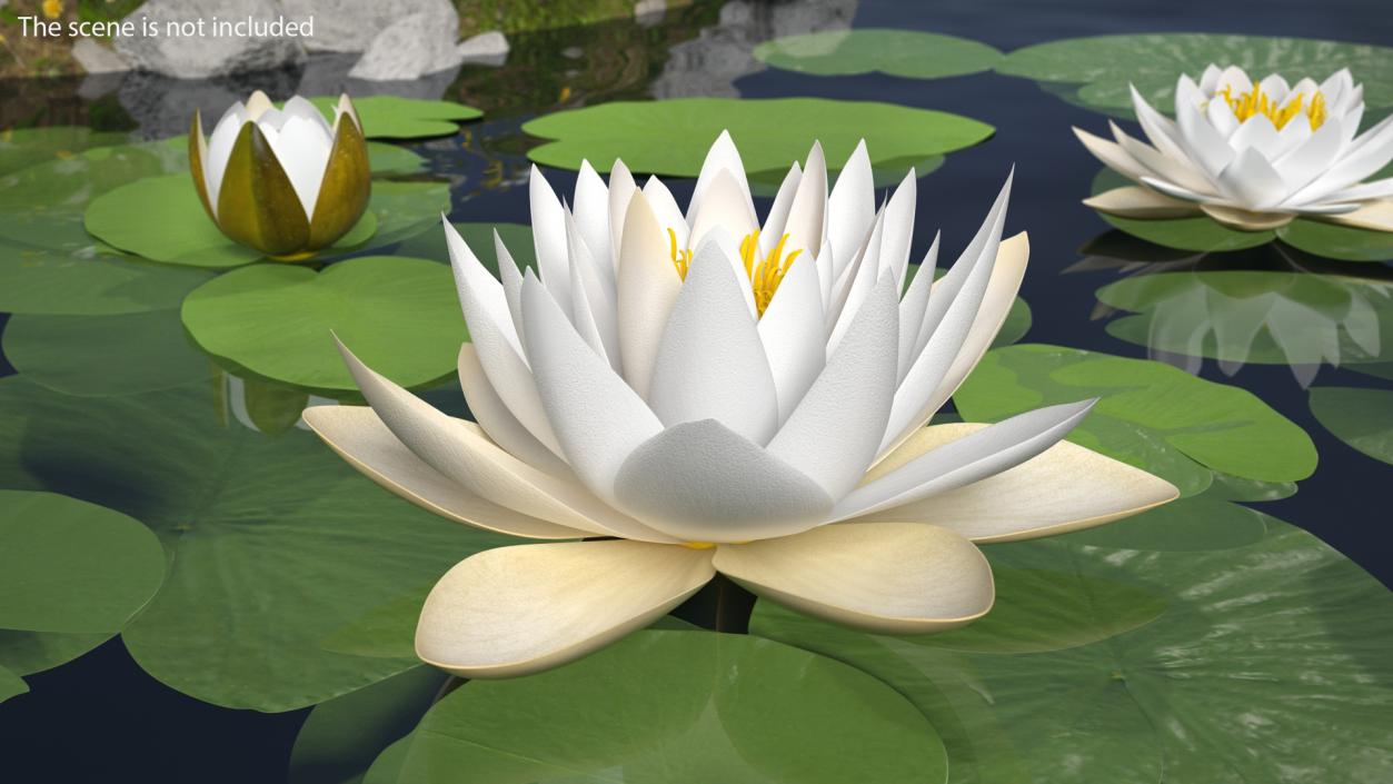 3D European White Water Lily Nymphaea Alba Set model