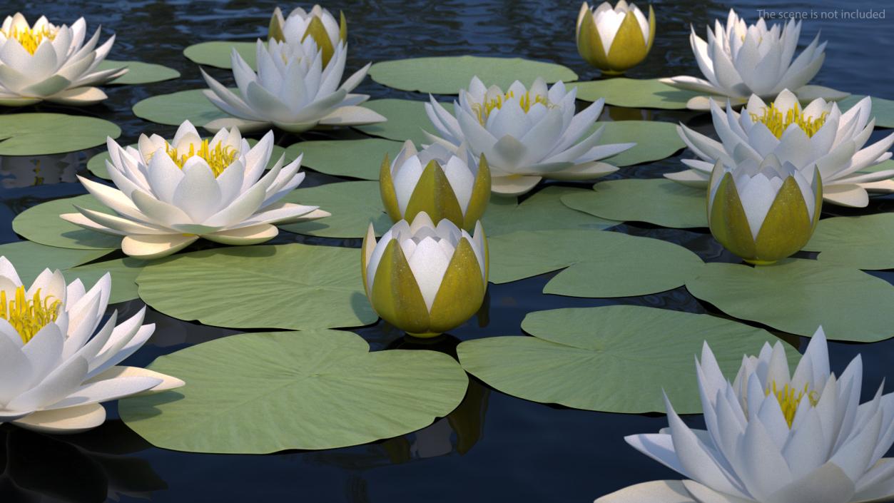 3D European White Water Lily Nymphaea Alba Set model