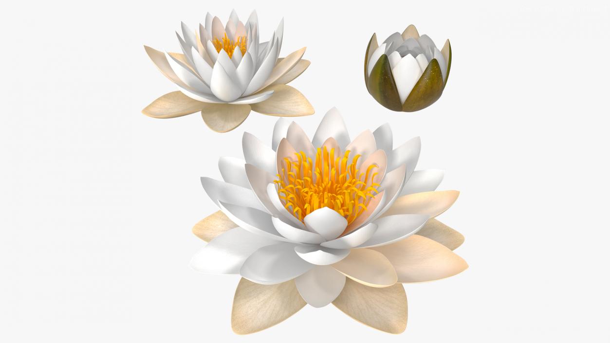 3D European White Water Lily Nymphaea Alba Set model