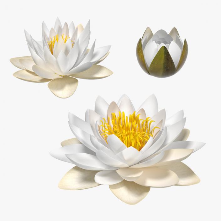 3D European White Water Lily Nymphaea Alba Set model