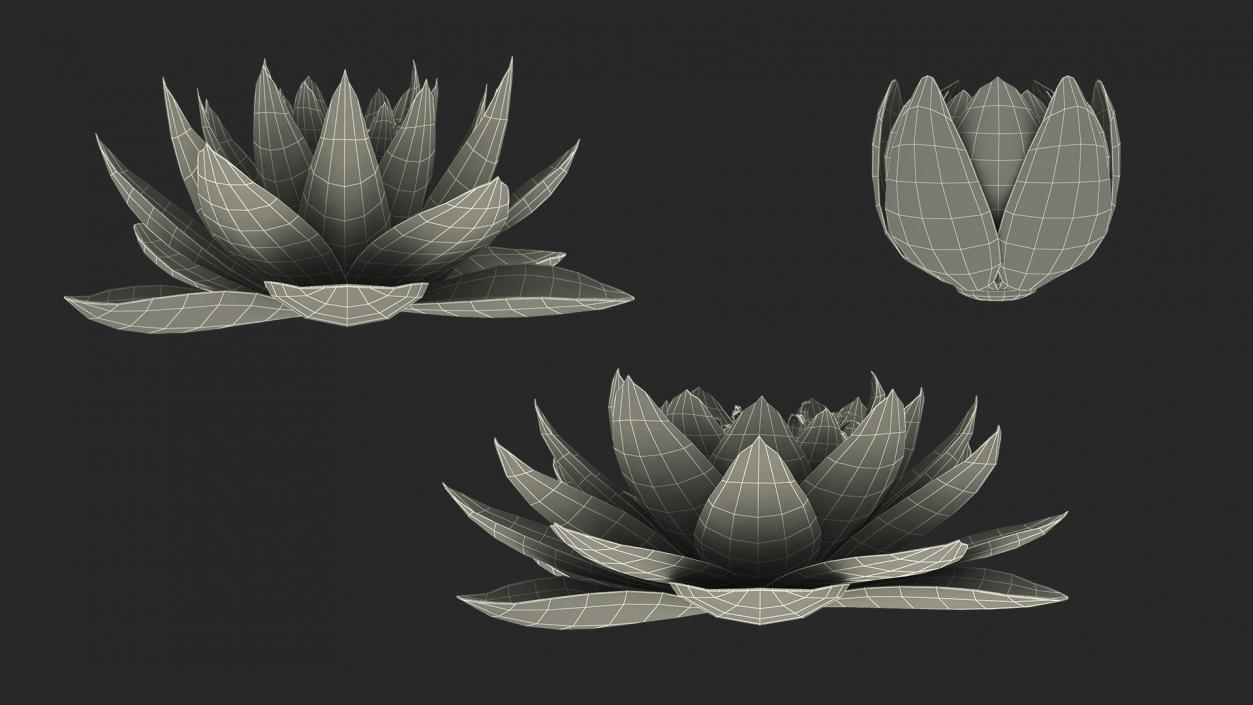 3D European White Water Lily Nymphaea Alba Set model