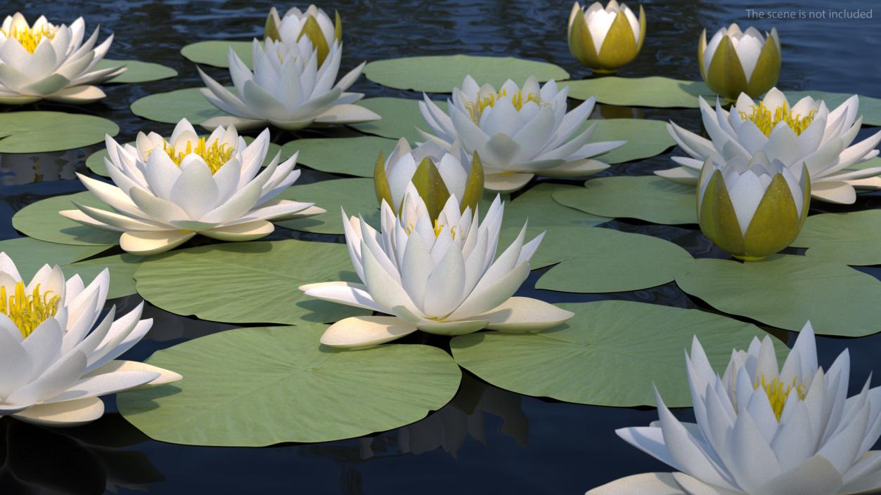 3D European White Water Lily Nymphaea Alba Set model