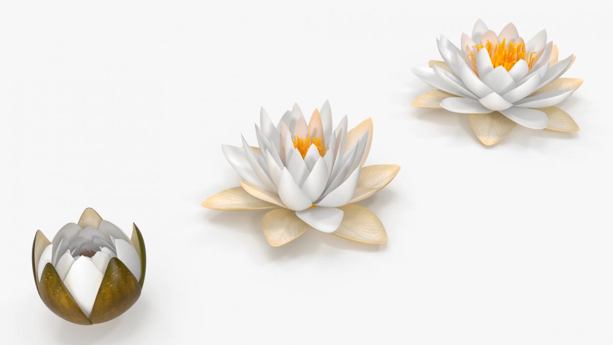 3D European White Water Lily Nymphaea Alba Set model