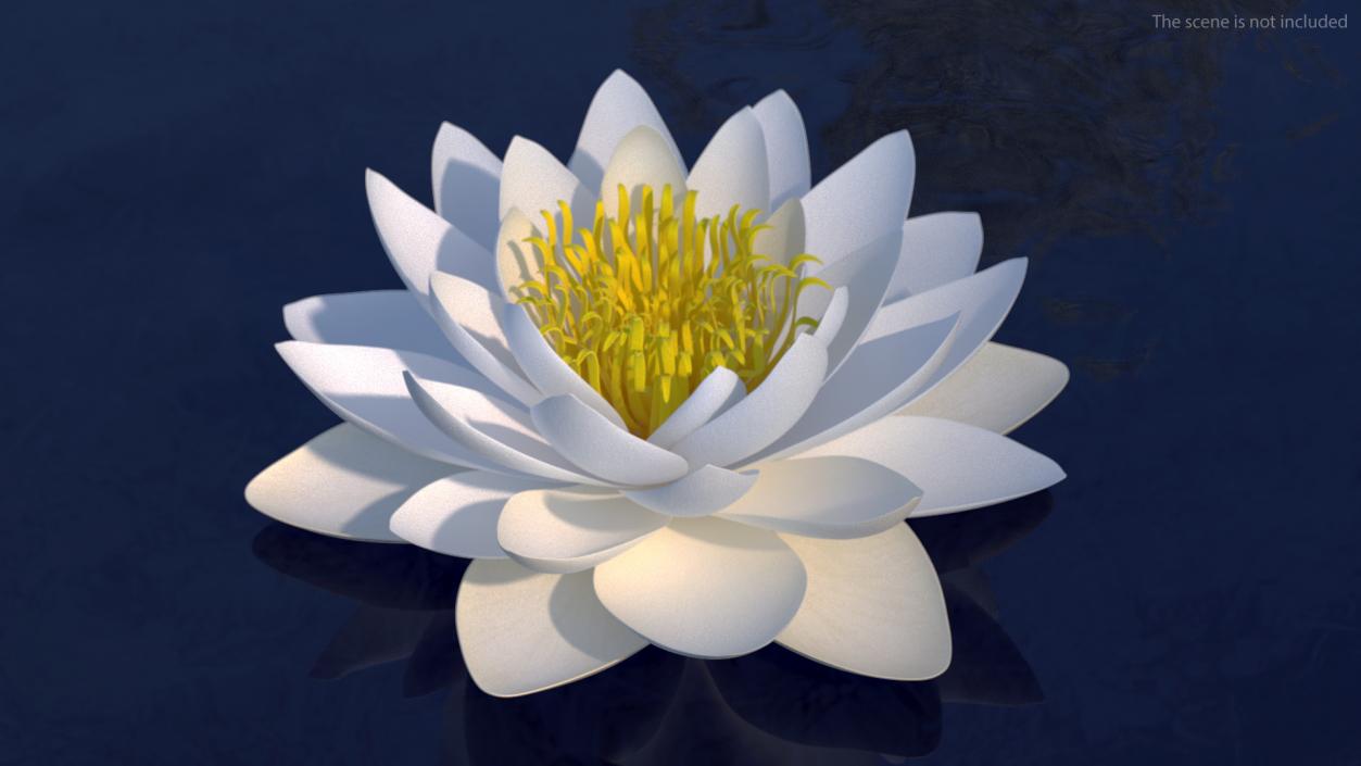 3D European White Water Lily Nymphaea Alba Set model