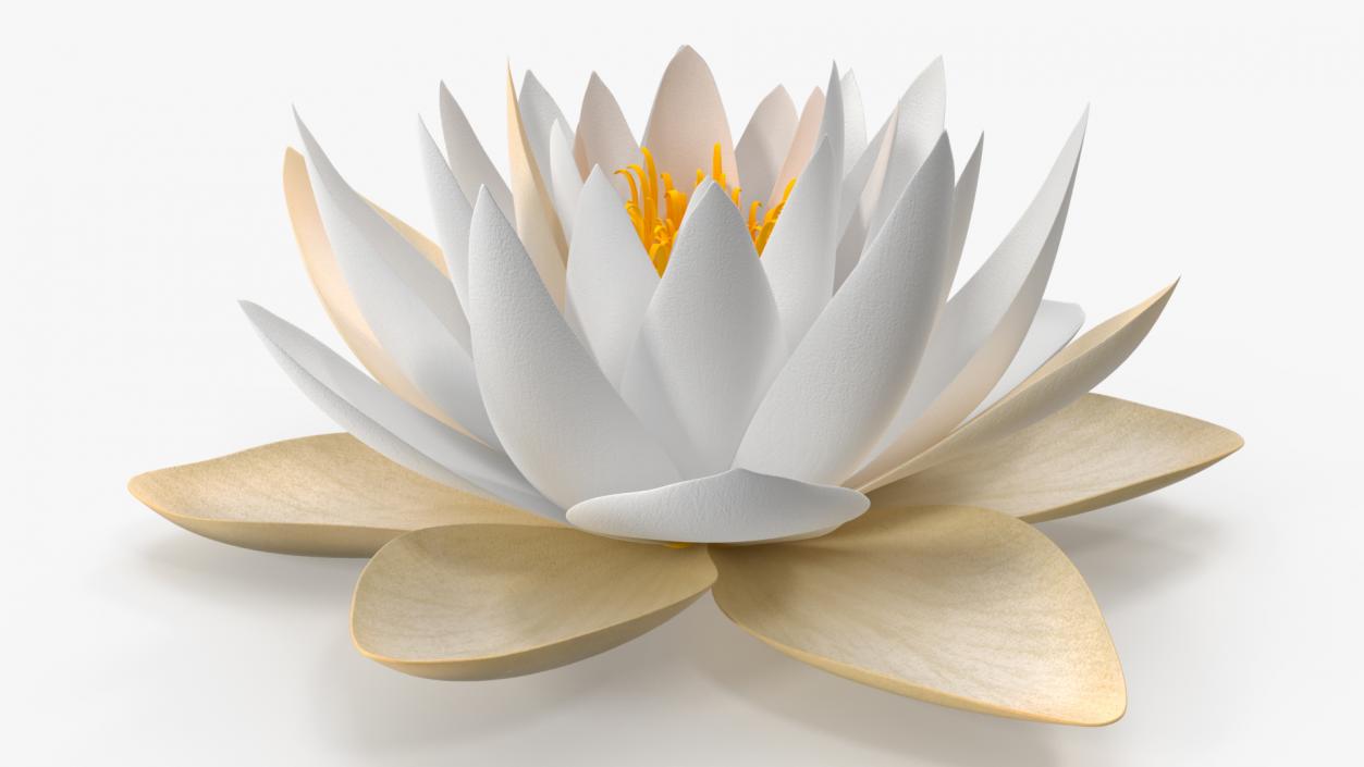 3D European White Water Lily Nymphaea Alba Set model