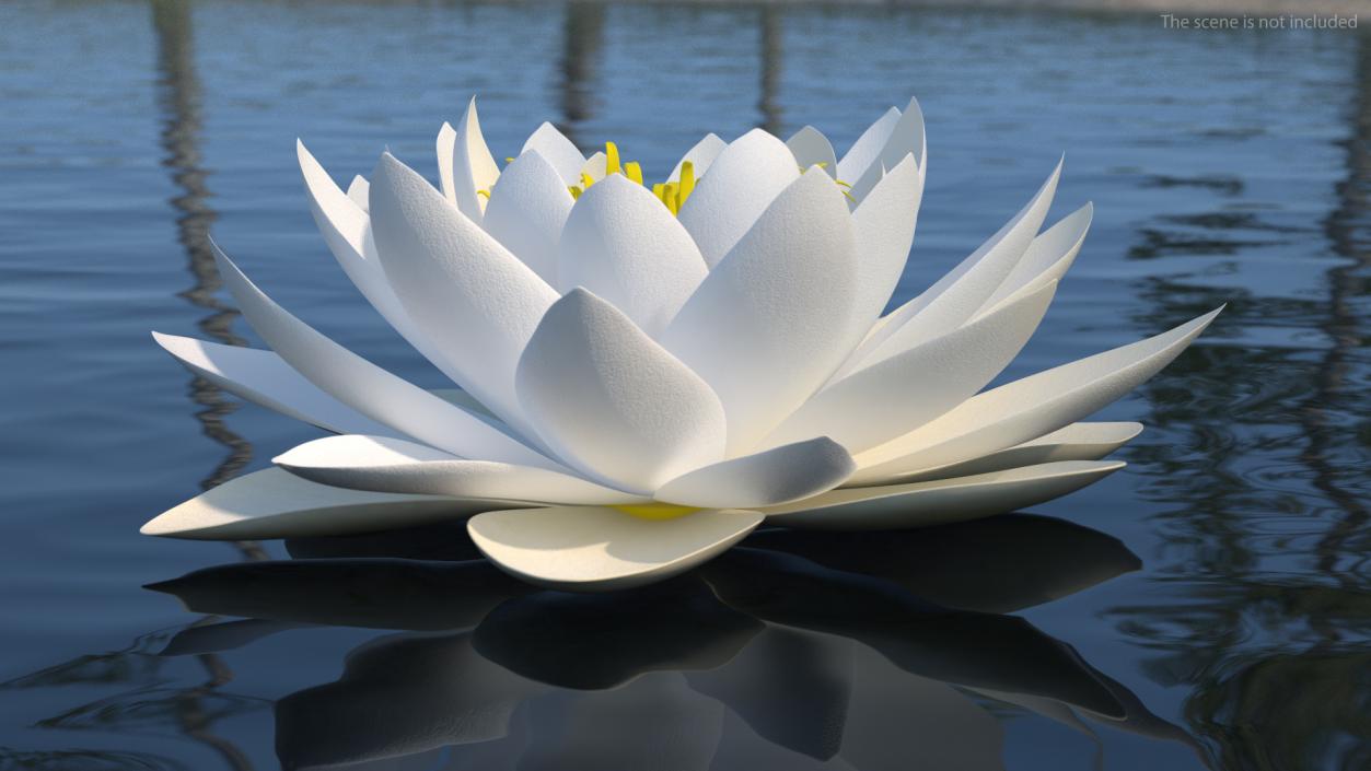 3D European White Water Lily Nymphaea Alba Set model