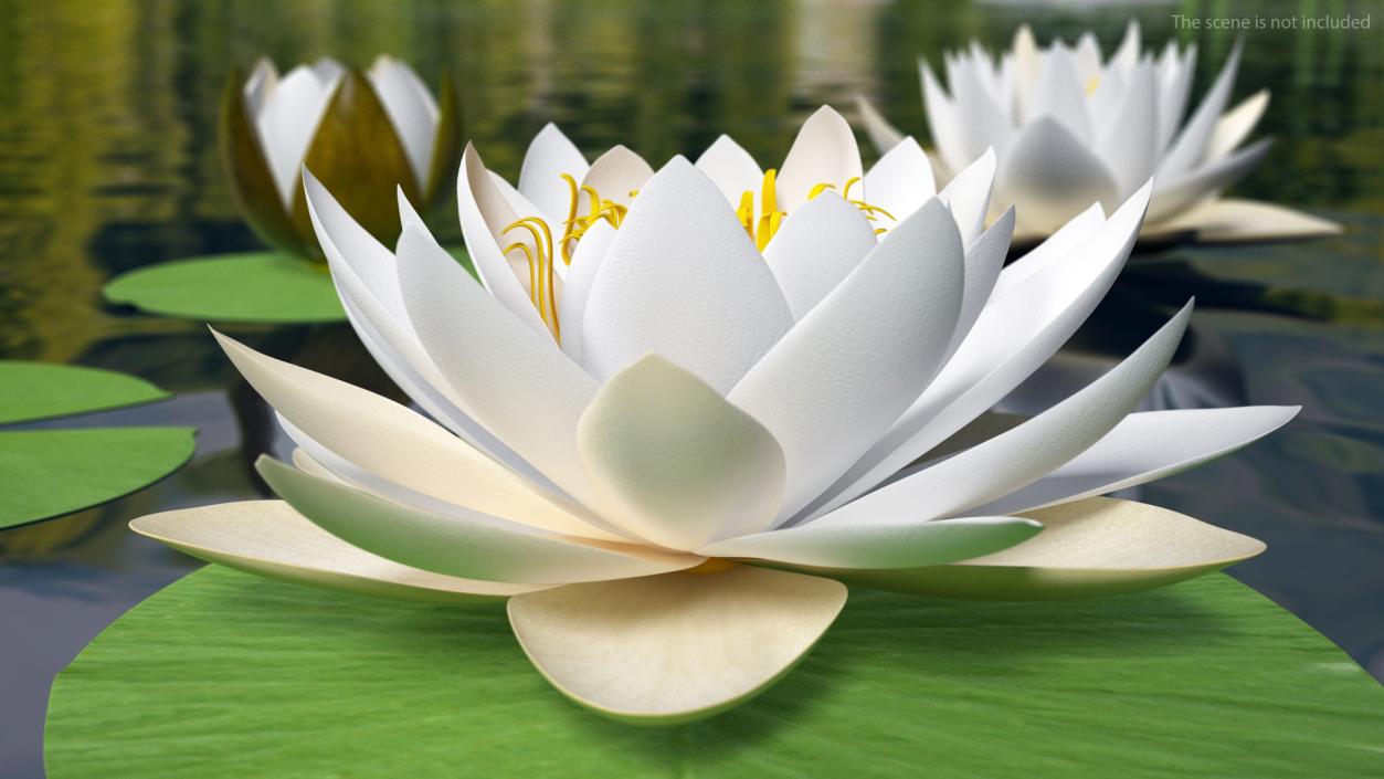 3D European White Water Lily Nymphaea Alba Set model