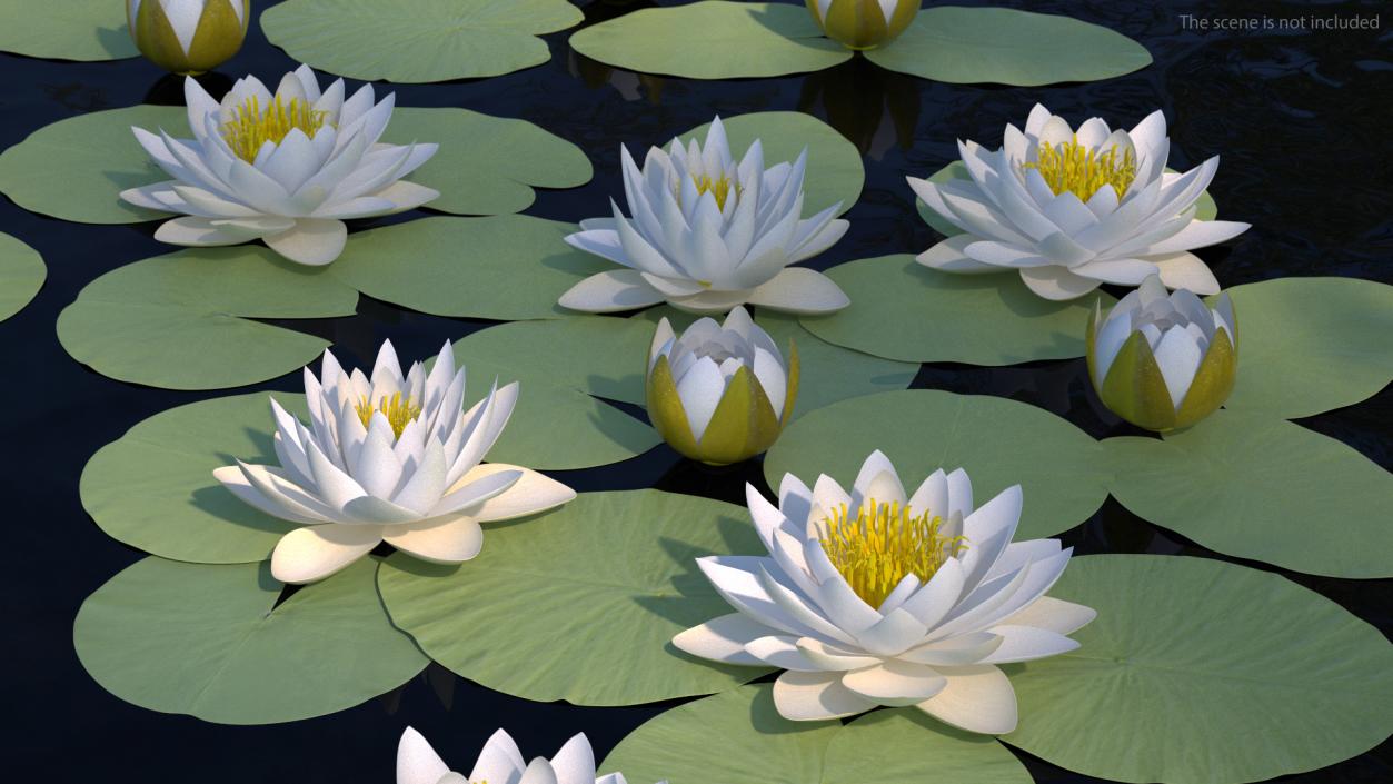 3D European White Water Lily Nymphaea Alba Set model