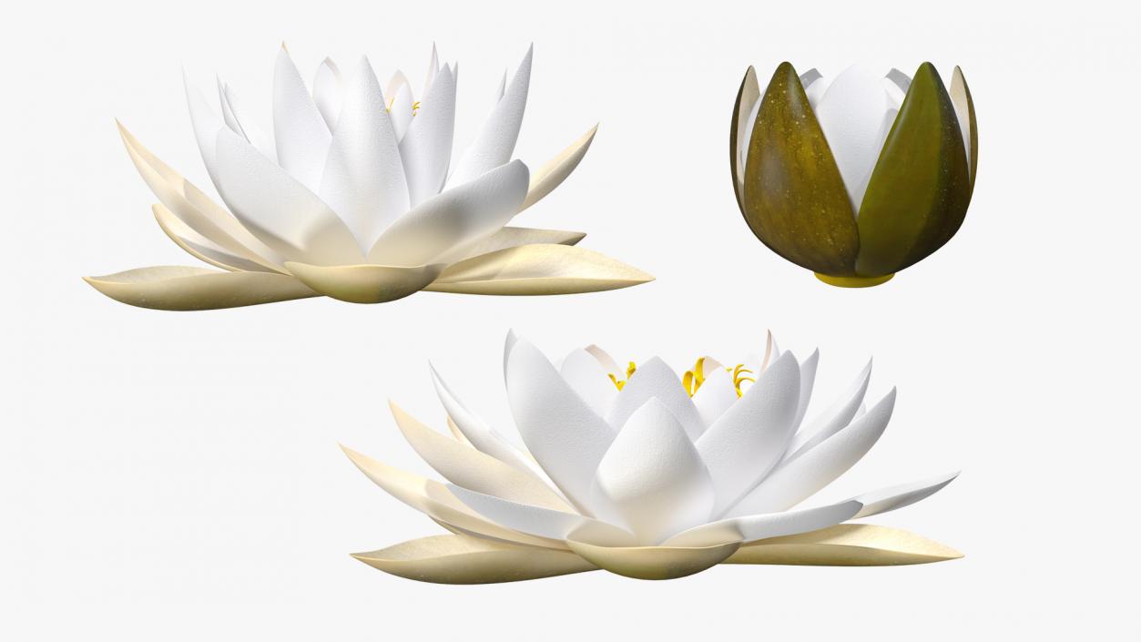 3D European White Water Lily Nymphaea Alba Set model