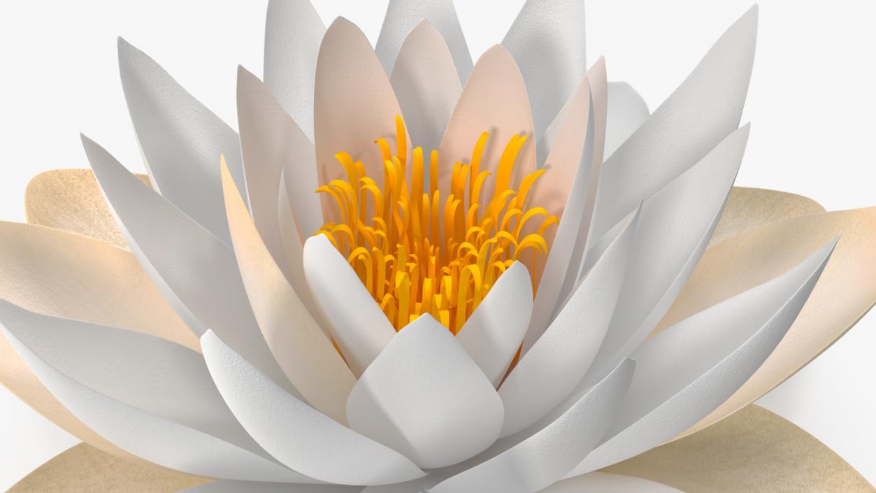 3D European White Water Lily Nymphaea Alba Set model