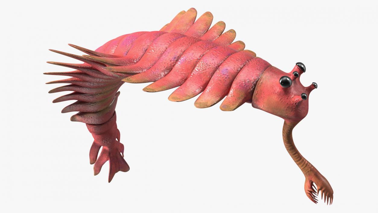 3D Pink Opabinia Flip model