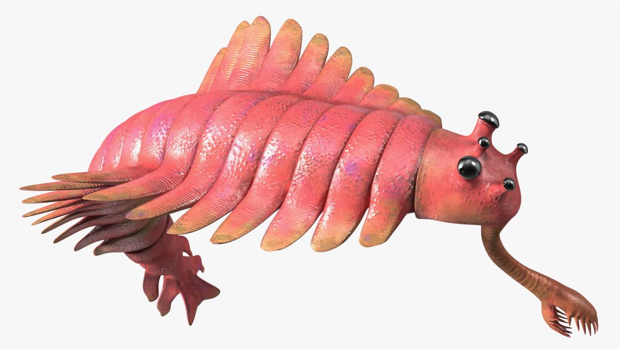 3D Pink Opabinia Flip model