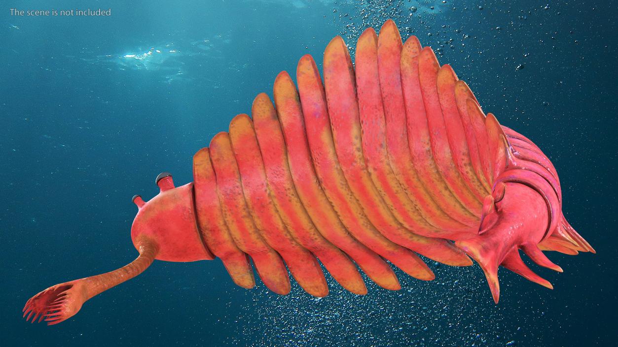 3D Pink Opabinia Flip model