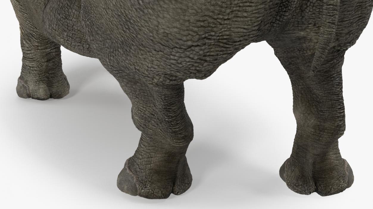 Rhino Rigged 3D