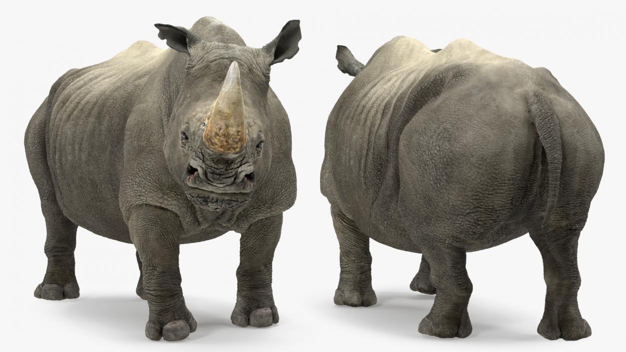 Rhino Rigged 3D