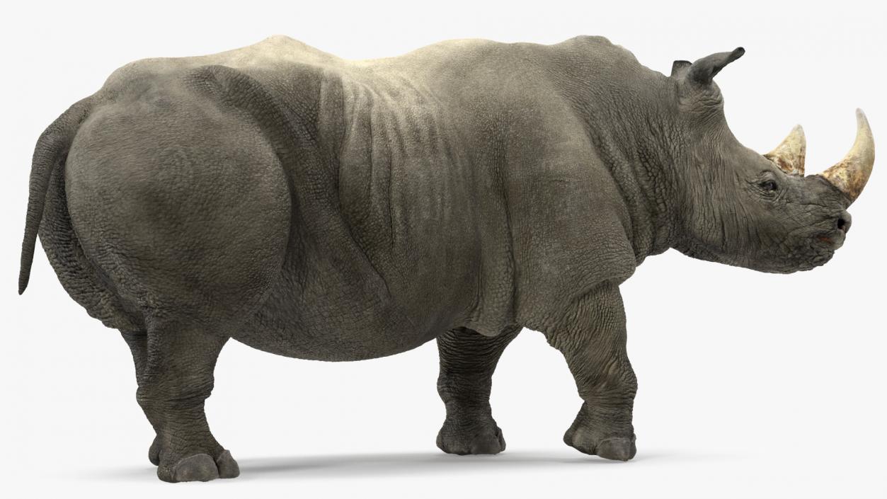 Rhino Rigged 3D