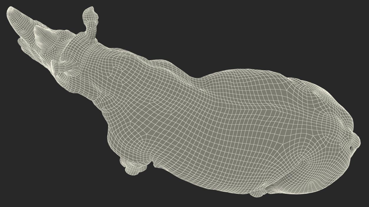 Rhino Rigged 3D